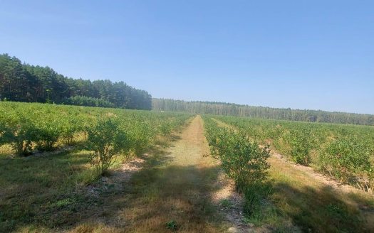 Продается плантация голубики в Беларуси
